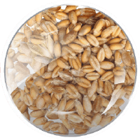 Actual Full Wheat